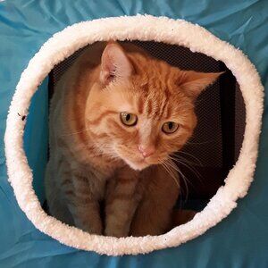 Meet your Posher, Justin